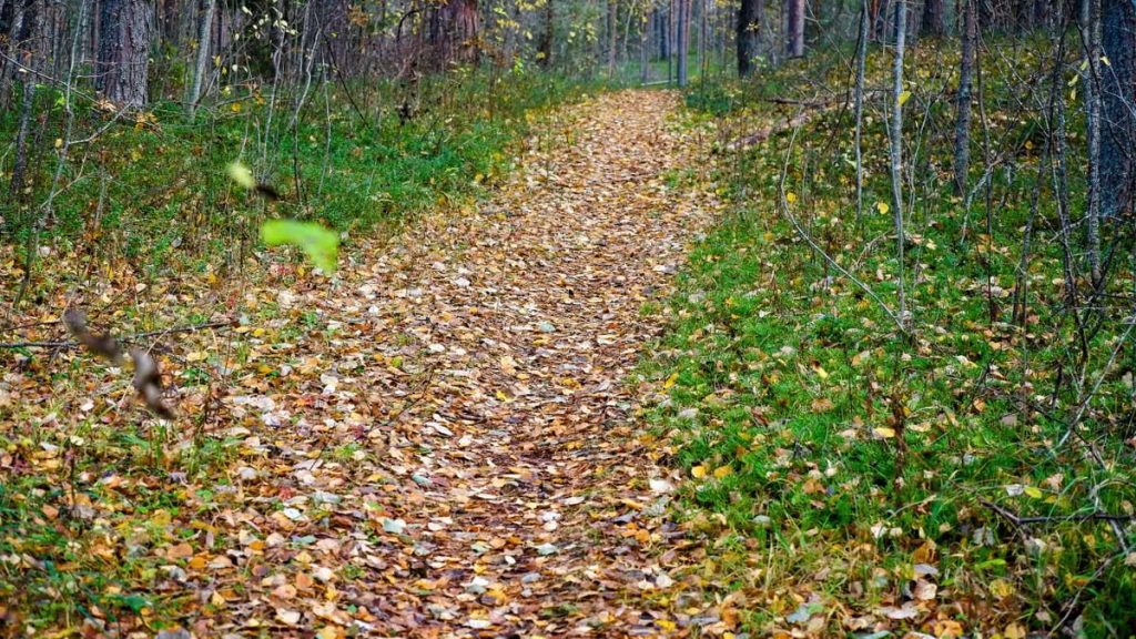 A peaceful forest trail covered in autumn leaves, perfect for a tranquil walk and nature exploration.